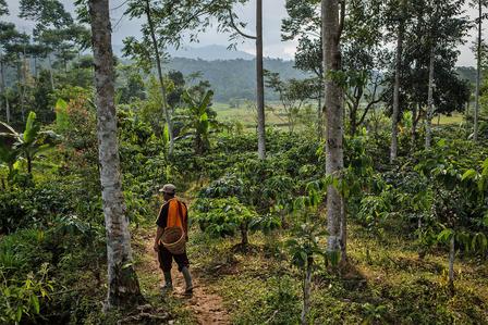 Indonesia coffee plantation